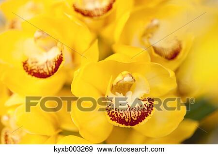 Stock Photo - Orchid. Fotosearch