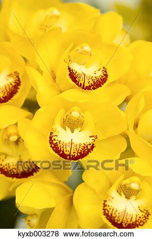 Stock Photo - Orchid. Fotosearch