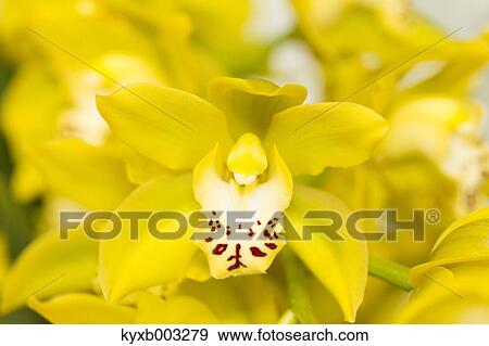Stock Photo - Orchid. Fotosearch