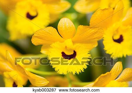 Orchid View Large Photo Image Stock Photo - Orchid. Fotosearch
