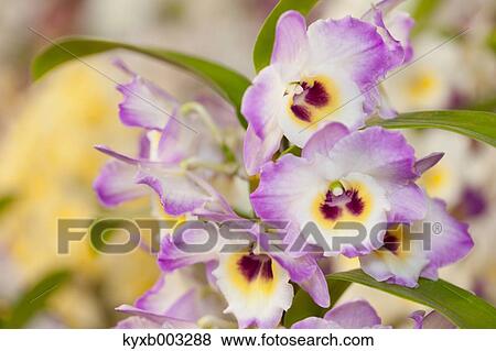 Orchid View Large Photo Image Stock Photo - Orchid. Fotosearch