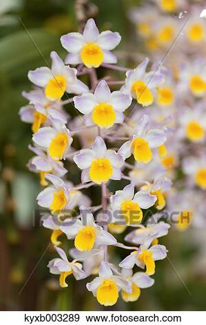 Orchid View Large Photo Image Stock Photo - Orchid. Fotosearch