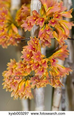Stock Photo - Orchid. Fotosearch