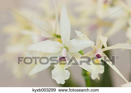 Stock Photo - Orchid. Fotosearch