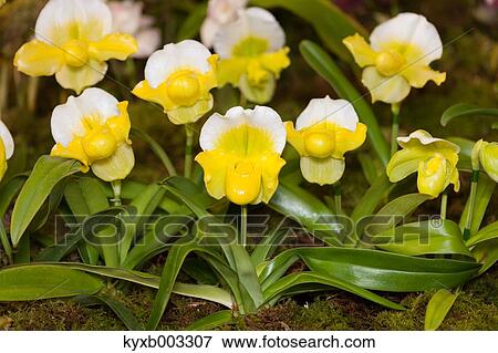 Orchid View Large Photo Image Stock Photo - Orchid. Fotosearch