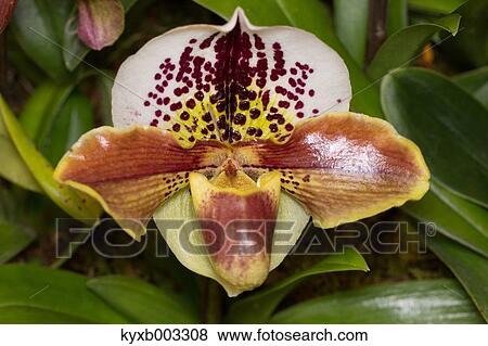 Stock Photo - Orchid. Fotosearch