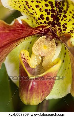 Orchid View Large Photo Image Stock Photo - Orchid. Fotosearch