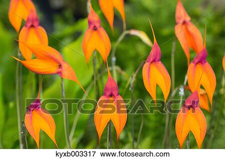 Stock Photo - Orchid. Fotosearch