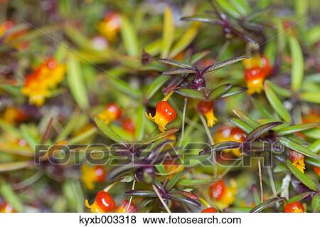 Stock Photo - Orchid. Fotosearch