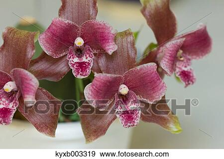 Orchid View Large Photo Image Stock Photo - Orchid. Fotosearch