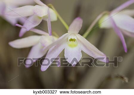 Stock Photo - Orchid. Fotosearch