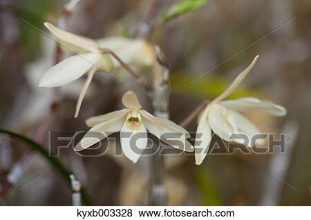 Orchid View Large Photo Image Stock Photo - Orchid. Fotosearch
