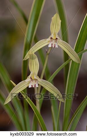 Orchid View Large Photo Image Stock Photo - Orchid. Fotosearch