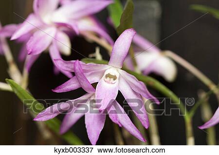 Orchid View Large Photo Image Stock Photo - Orchid. Fotosearch