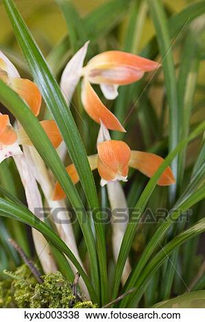 Orchid View Large Photo Image Stock Photo - Orchid. Fotosearch