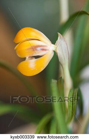 Orchid View Large Photo Image Stock Photo - Orchid. Fotosearch