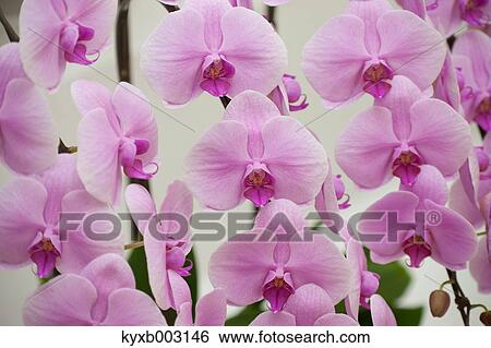 Orchid View Large Photo Image Stock Photograph - Orchid. Fotosearch