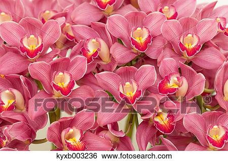 Orchid View Large Photo Image Stock Photograph - Orchid. Fotosearch