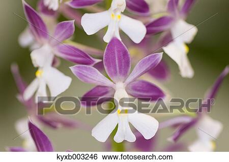 Orchid View Large Photo Image Stock Photograph - Orchid. Fotosearch