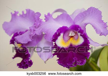 Stock Photograph - Orchid. Fotosearch