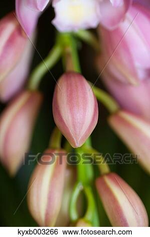 Stock Photograph - Orchid. Fotosearch
