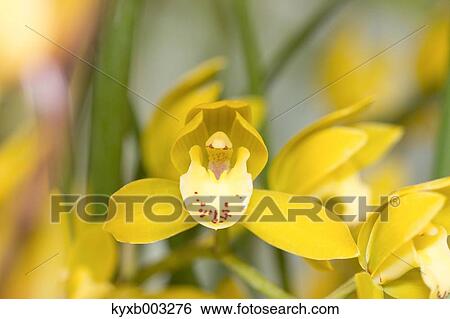 Stock Photograph - Orchid. Fotosearch