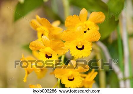 Stock Photograph - Orchid. Fotosearch