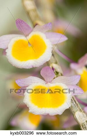 Orchid View Large Photo Image Stock Photograph - Orchid. Fotosearch