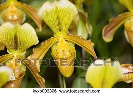 Orchid View Large Photo Image Stock Photograph - Orchid. Fotosearch