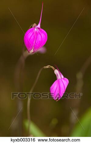 Orchid View Large Photo Image Stock Photograph - Orchid. Fotosearch