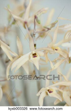Stock Photograph - Orchid. Fotosearch