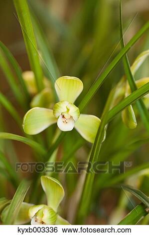 Stock Photograph - Orchid. Fotosearch