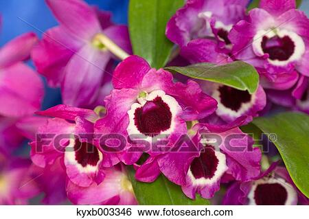 Orchid View Large Photo Image Stock Photograph - Orchid. Fotosearch