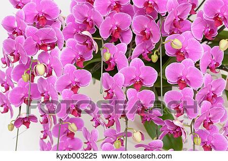 Orchid View Large Photo Image Stock Photography - Orchid. Fotosearch