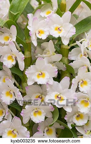 Stock Photography - Orchid. Fotosearch
