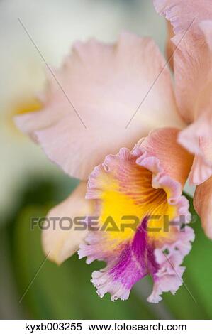 Orchid View Large Photo Image Stock Photography - Orchid. Fotosearch