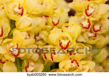 Orchid View Large Photo Image Stock Photography - Orchid. Fotosearch
