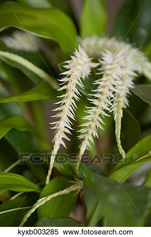 Stock Photography - Orchid. Fotosearch