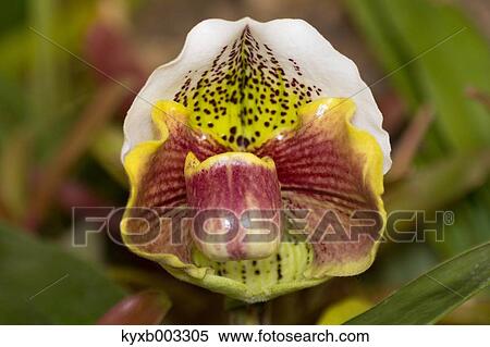 Orchid View Large Photo Image Stock Photography - Orchid. Fotosearch
