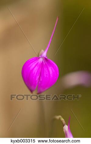 Stock Photography - Orchid. Fotosearch