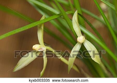Orchid View Large Photo Image Stock Photography - Orchid. Fotosearch