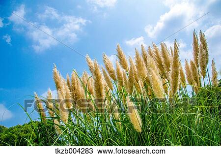 Pampas Grass View Large Photo Image Stock Image - Pampas Grass. Fotosearch
