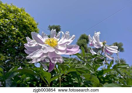 Peony View Large Photo Image Picture - Peony. Fotosearch