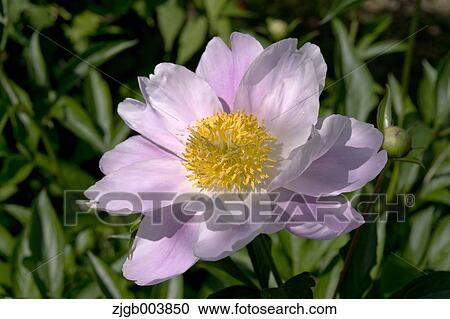 Stock Image - Peony. Fotosearch