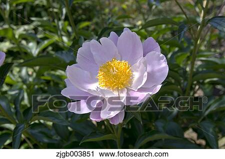 Peony View Large Photo Image Stock Image - Peony. Fotosearch