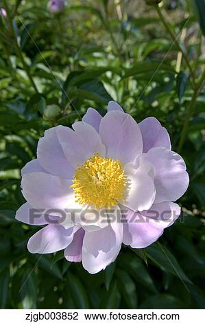 Peony View Large Photo Image Stock Image - Peony. Fotosearch