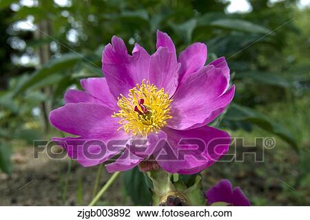 Peony View Large Photo Image Stock Image - Peony. Fotosearch