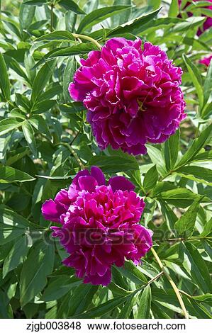 Peony View Large Photo Image Stock Photo - Peony. Fotosearch