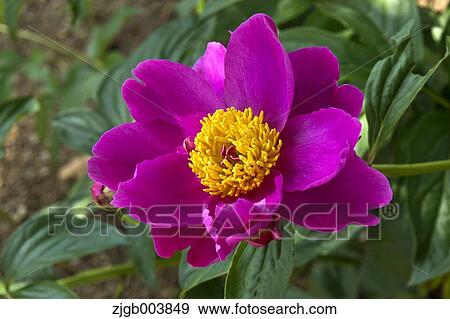Peony View Large Photo Image Stock Photo - Peony. Fotosearch
