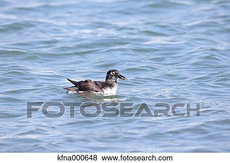 Stock Photo - Pigeon Guillemot. Fotosearch
